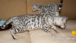 Bengal silber rosetted